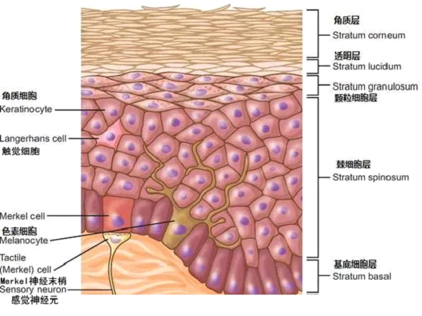 孚立美乳膏是如何淡化皮肤色素的？